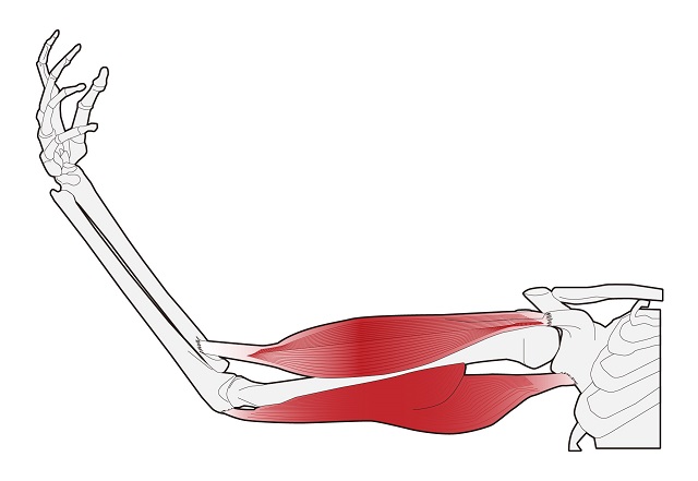骨と筋肉の関係